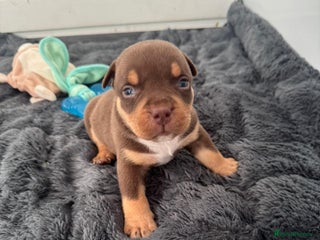 American Bully dogs Pocket bullys - Advert 1