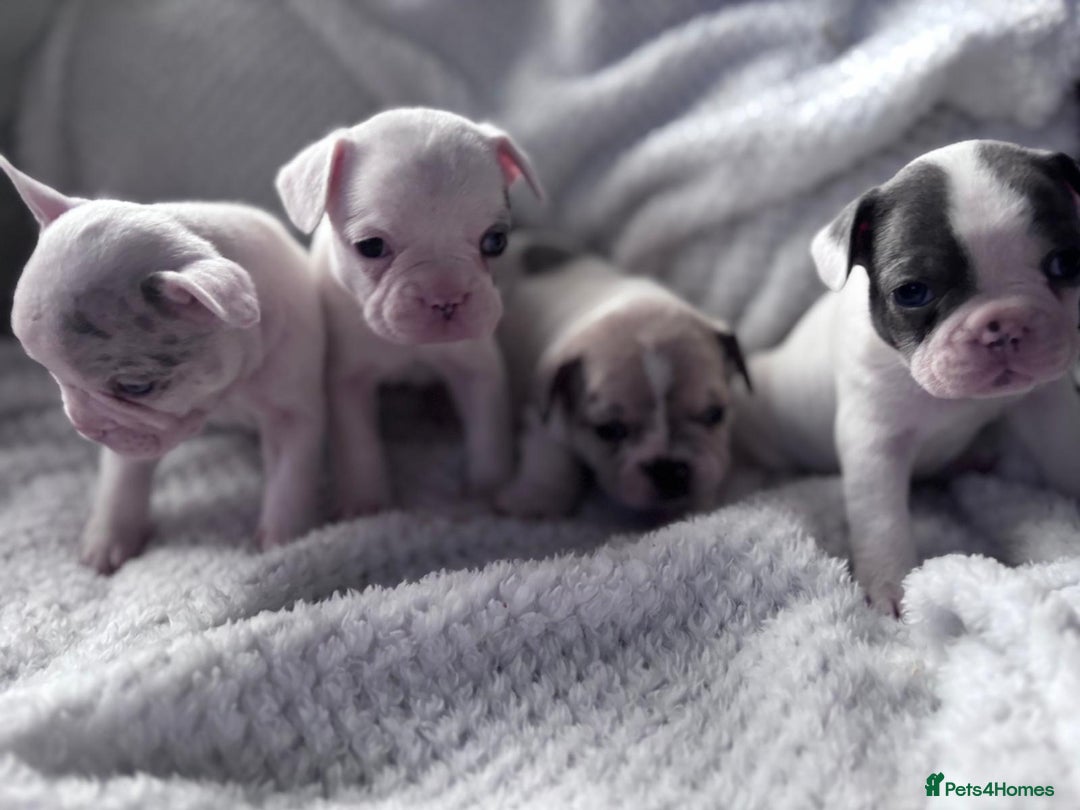French Bulldog dogs for sale: French bulldog pups 3 females 2 males  - Image 1