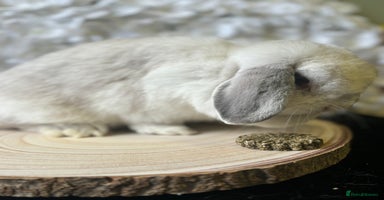 Mini Lop rabbits - Advert 7