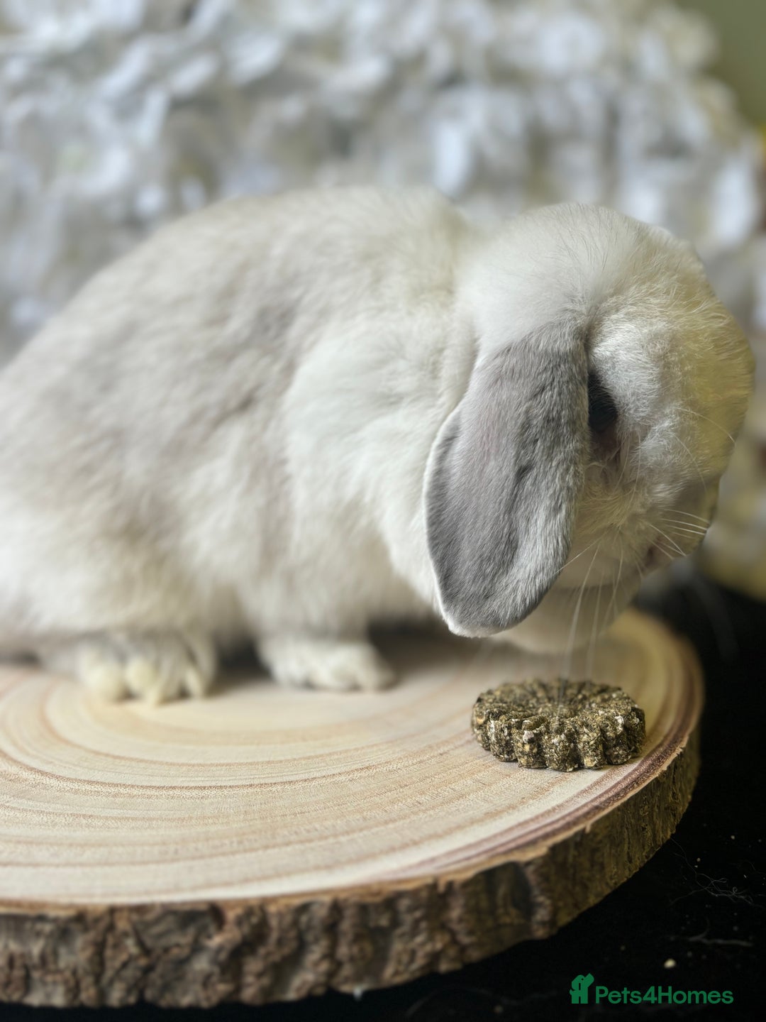 Mini Lop rabbits for sale: Mini Lop Doe/ READ BIO - Image 3