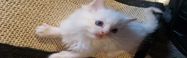 Ragdoll Kitten 1