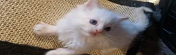 Ragdoll cats for sale: Ragdoll babies ready for reservation - Advert 14
