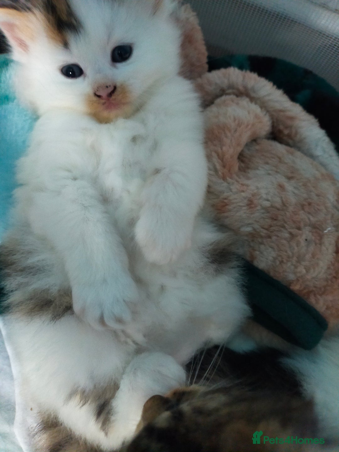 Mixed Breed cats for sale: Four lovely fluffy kittens  - Image 4