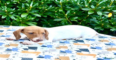 Miniature Dachshund dogs - Advert 6