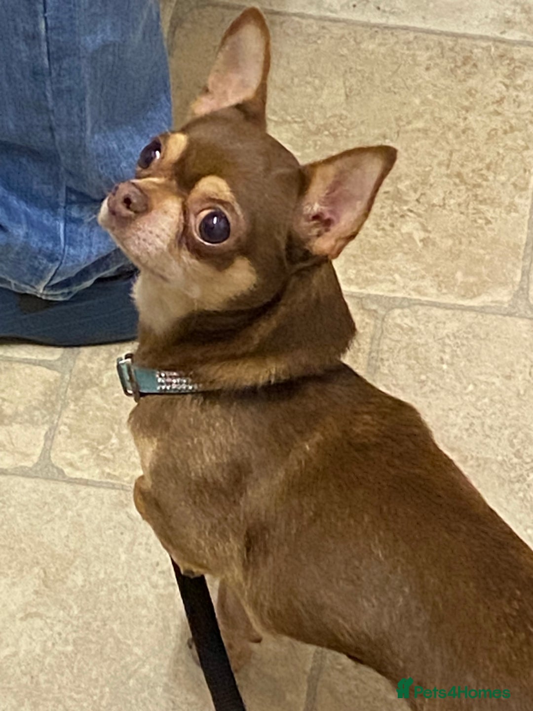 Chihuahua dogs for sale: Male Chihuahua  - Advert 1