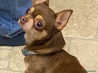 Chihuahua dogs Male Chihuahua - Advert 1