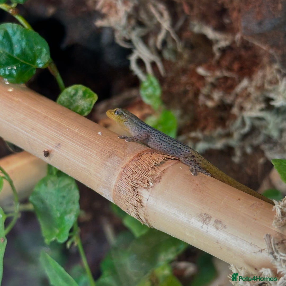 Gecko reptiles for sale: Cameroon Dwarf Geckos & Enclosure  - Advert 4