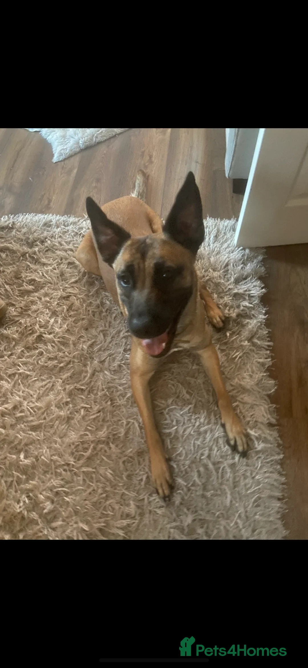 Mixed Breed dogs for sale: Belgian malinois x bull mastiff dog - Advert 2