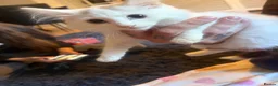 Mixed Breed cats for sale: two female kittens  - Advert 4