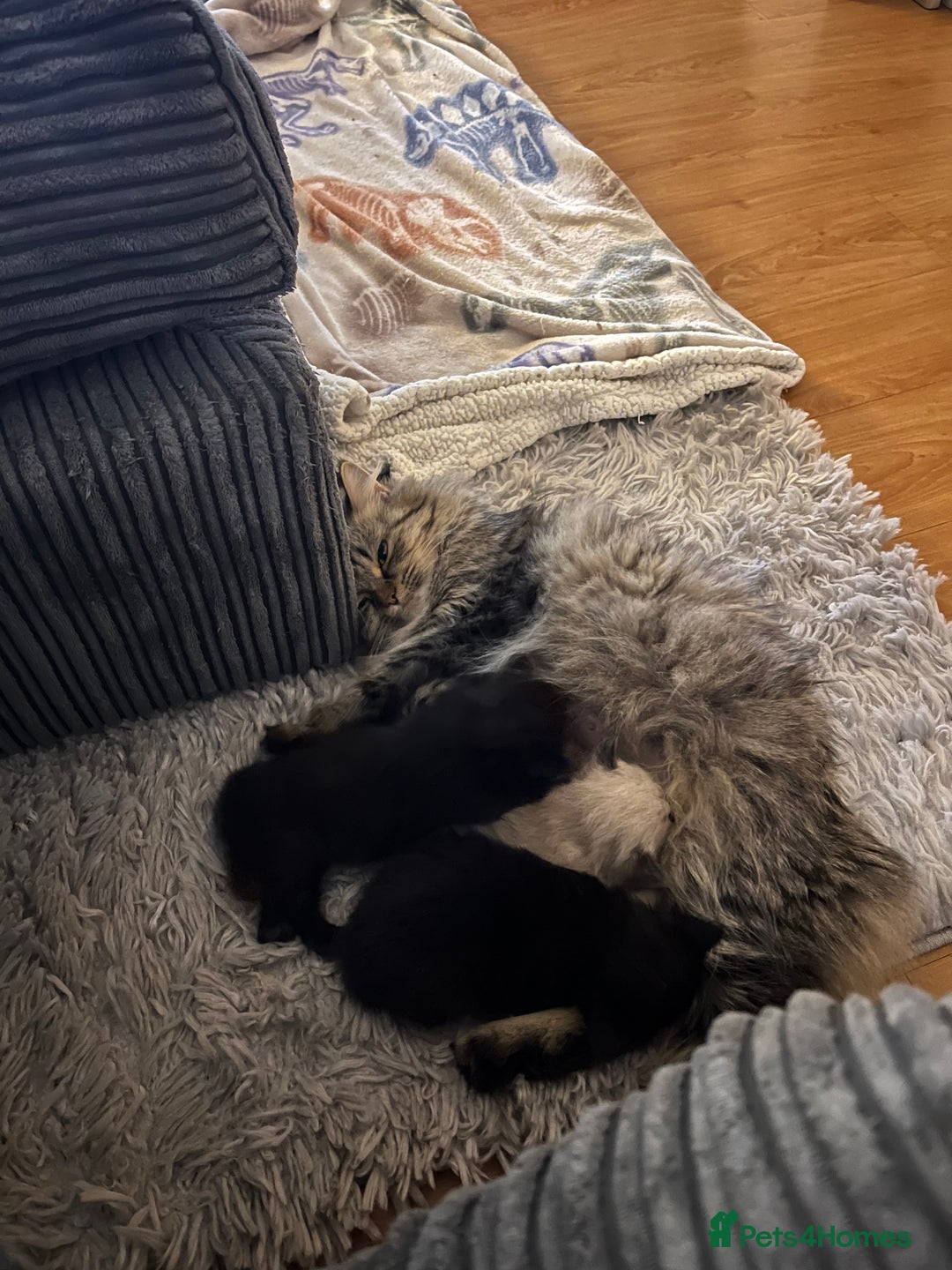 Himalayan cats for sale: Himalayan x chinchilla Persian  - Advert 11