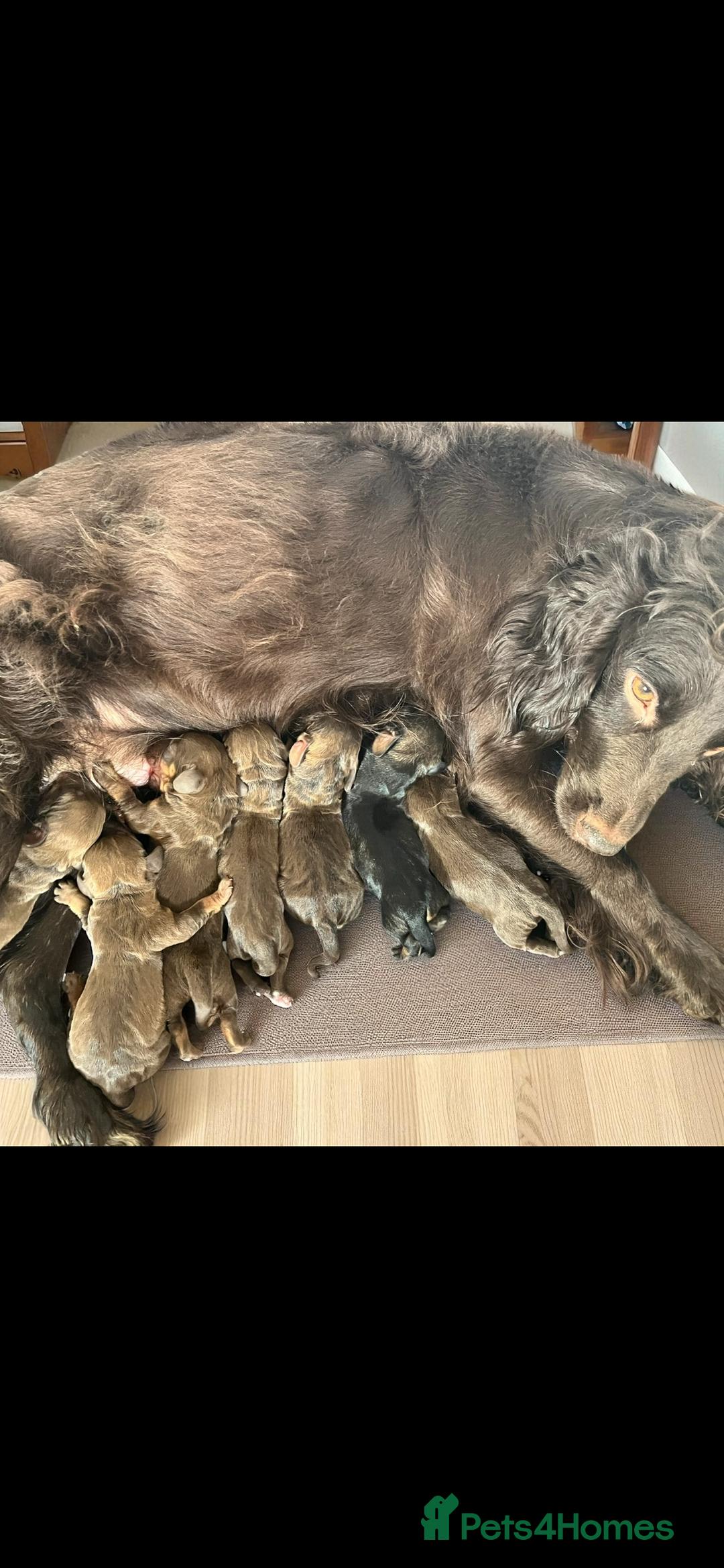 Mixed Breed dogs for sale: Beautiful Docker puppies - Image 2