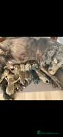 Mixed Breed dogs - Advert 15