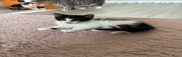 British Longhair cats for sale: 5 Adorable kittens - Advert 5