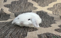 Mini Lop rabbits for sale: Gorgeous mini lop bucks available . - Image 22
