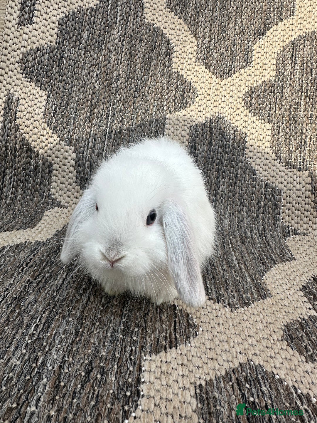 Mini Lop rabbits for sale: Gorgeous mini lop bucks available . - Image 22