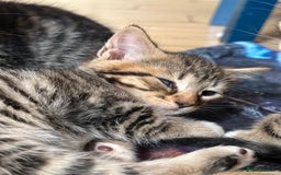 Bengal cats for sale: Half bengal kittens looking for their forever home - Image 7