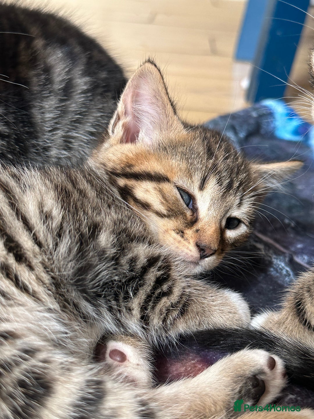 Bengal cats for sale: Half bengal kittens looking for their forever home - Image 7