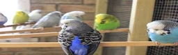 Budgerigars birds for sale: Budgies  in Sleaford - Advert 29