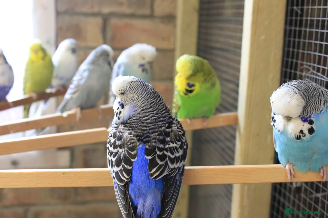 Budgerigars birds for sale: Budgies  in Sleaford - Advert 29