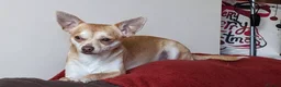 Chihuahua dogs for sale: 2 beautiful chihuahuas - Advert 12
