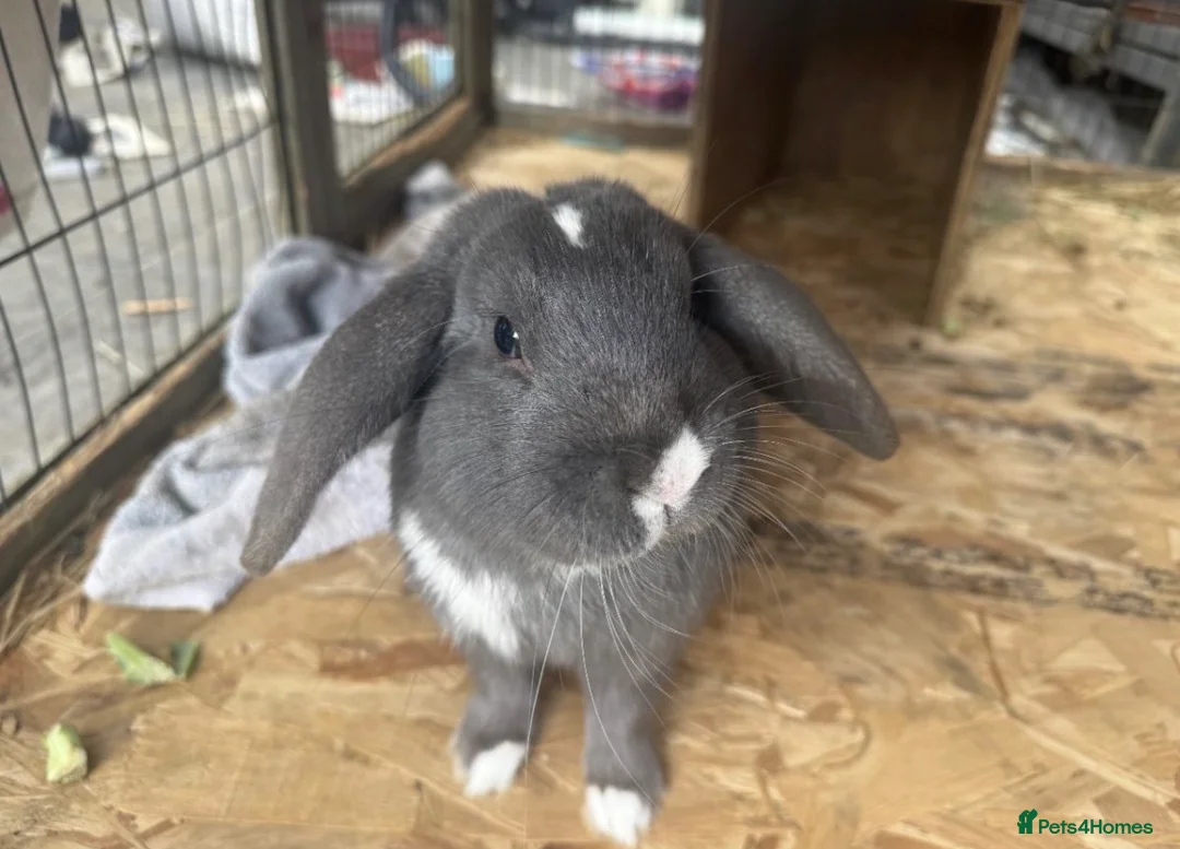 Mixed Breed rabbits for sale: pluto  in Feltham - Advert 2