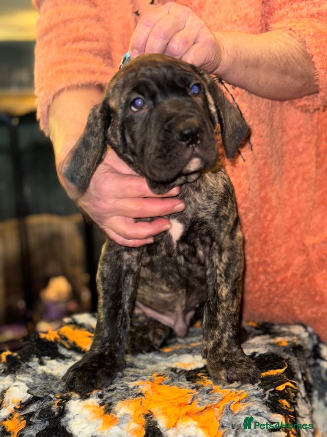 Presa Canario dogs for sale: Presa Canario pups  - Advert 1