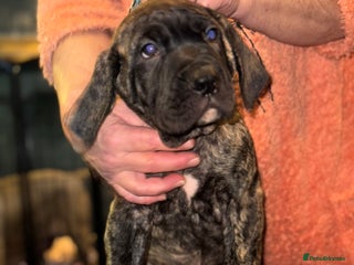 Presa Canario dogs Presa Canario pups - Advert 4