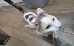 Mixed Breed cats for sale: Adorable Female Cat for Sale - Image 5