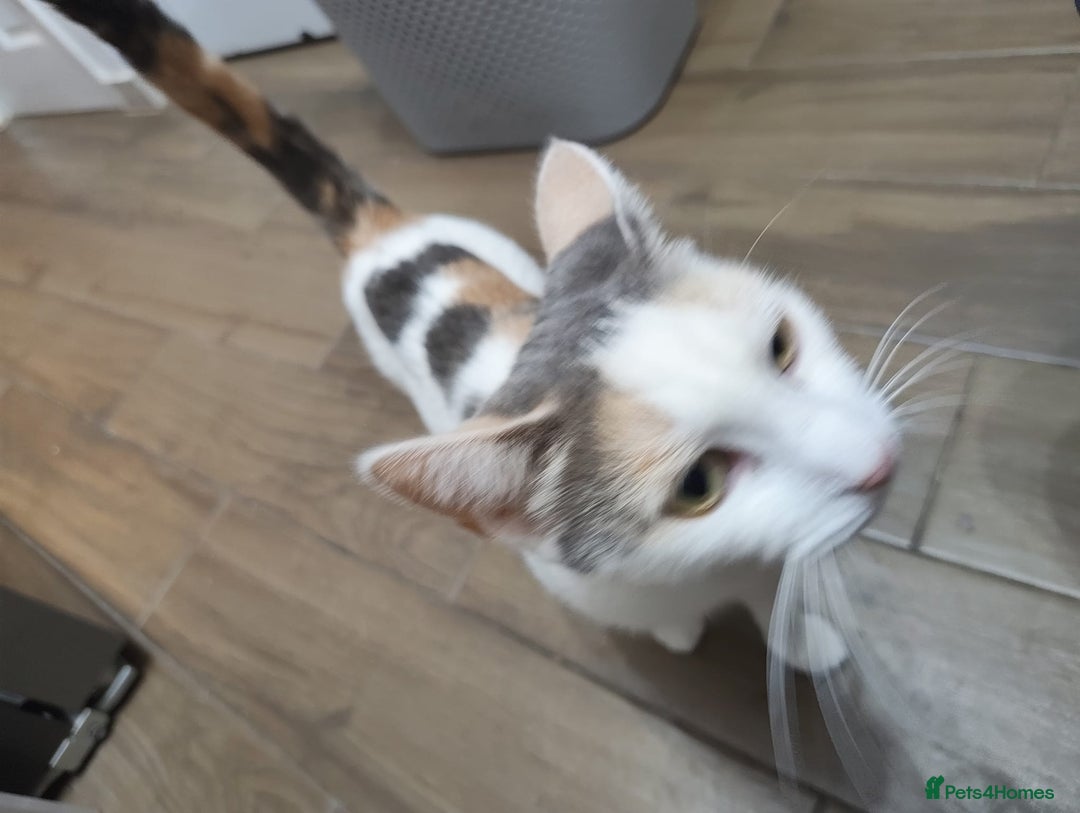 Mixed Breed cats for sale: Adorable Female Cat for Sale - Image 5