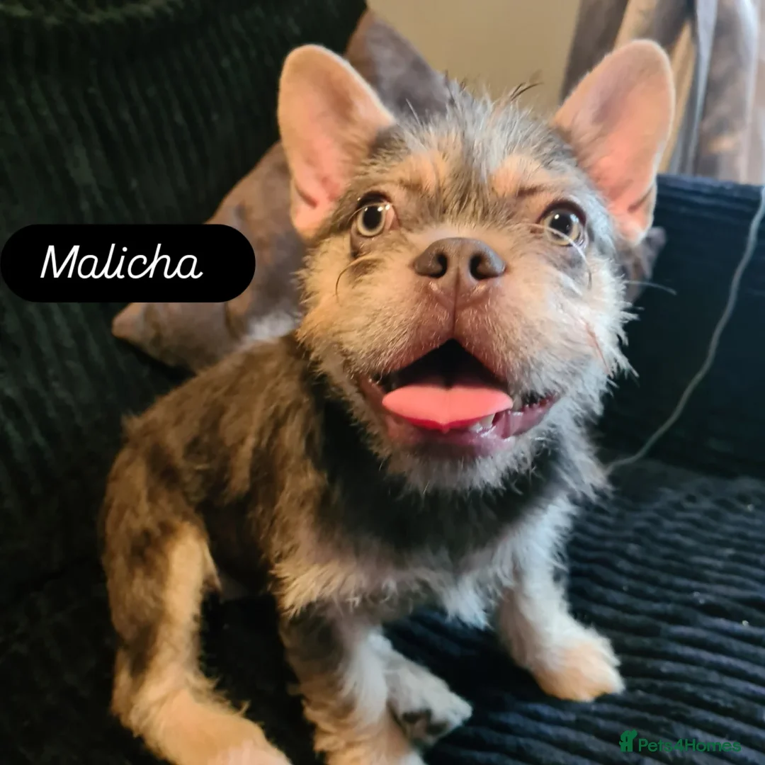 French Bulldog dogs for sale: Furnished french bulldog puppies  - Advert 6