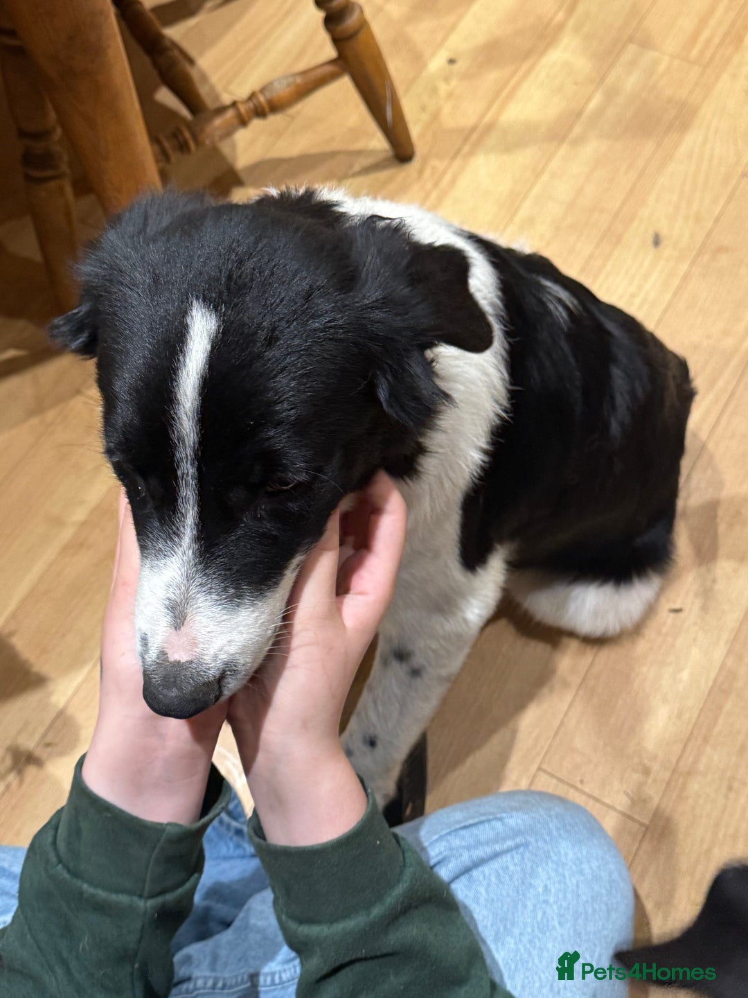 Border Collie dogs for sale: 2 border collies for sale - Image 4