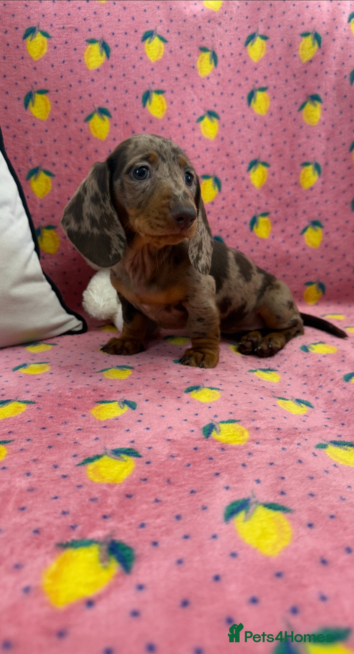Miniature Dachshund dogs Quality miniature dachshunds ready now 🏡🔥 - Advert 17