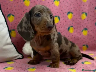 Miniature Dachshund dogs Quality miniature dachshunds ready now 🏡🔥 - Advert 17