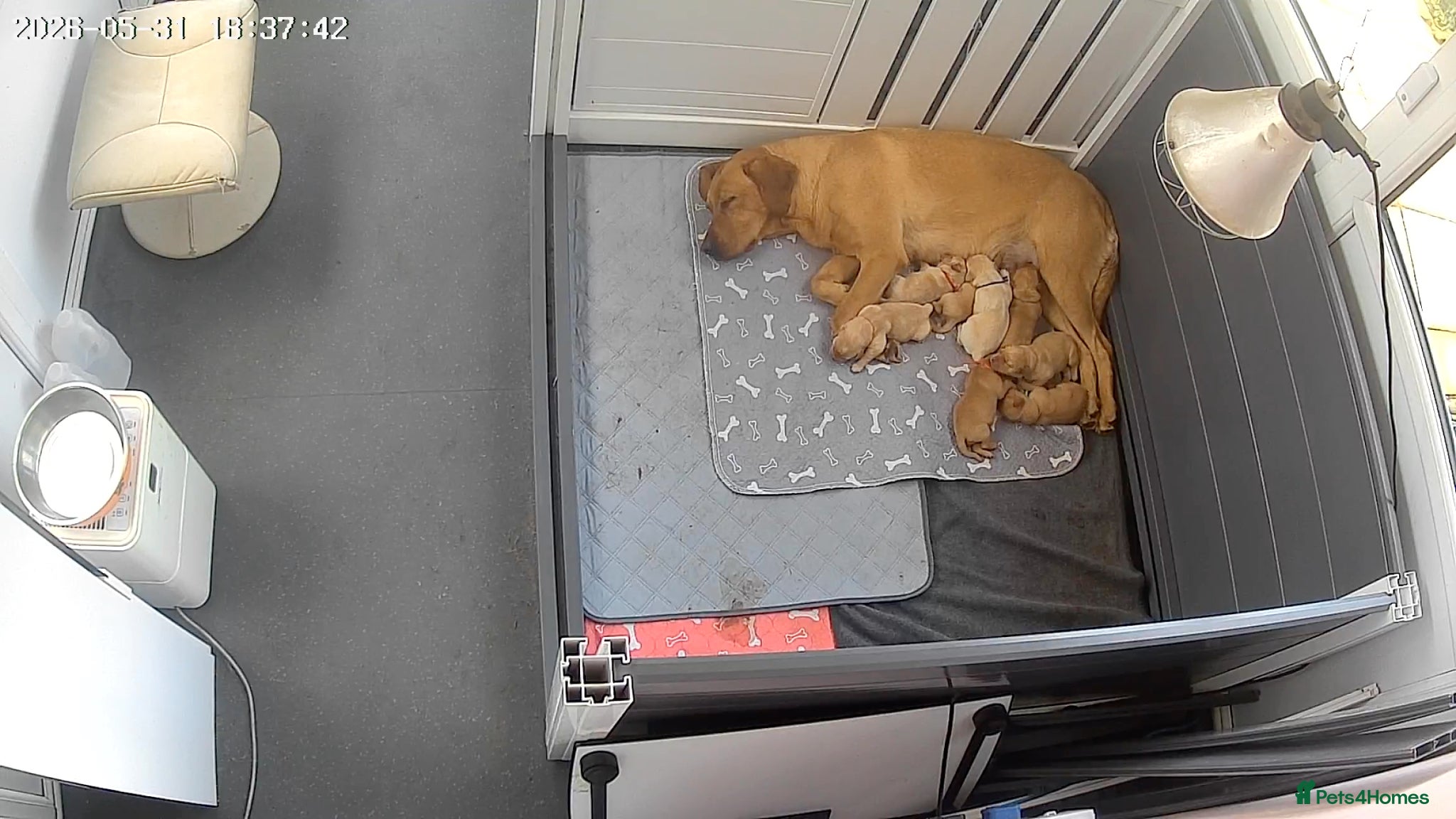Labrador Retriever dogs Kc pedigree fox red labs 5 girls 1 boy for sale  - Advert 2