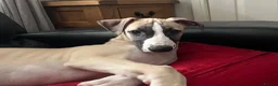 Whippet dogs for sale: KC REGISTERED Whippet puppies for Sale - Advert 2