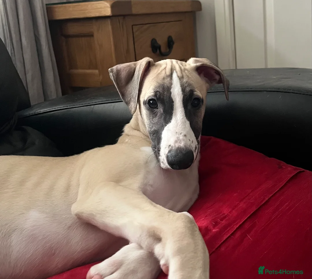 Whippet dogs for sale: KC REGISTERED Whippet puppies for Sale - Advert 2