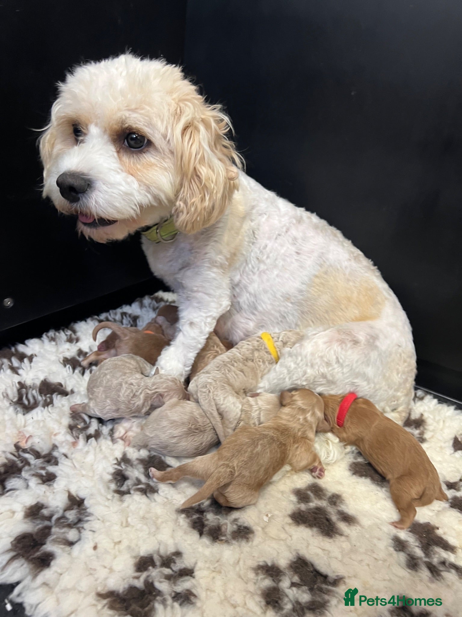 Cavapoochon dogs READY TO RESERVE  - Advert 1