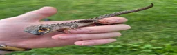 Leopard Gecko reptiles for sale: Various leopard geckos - Advert 9
