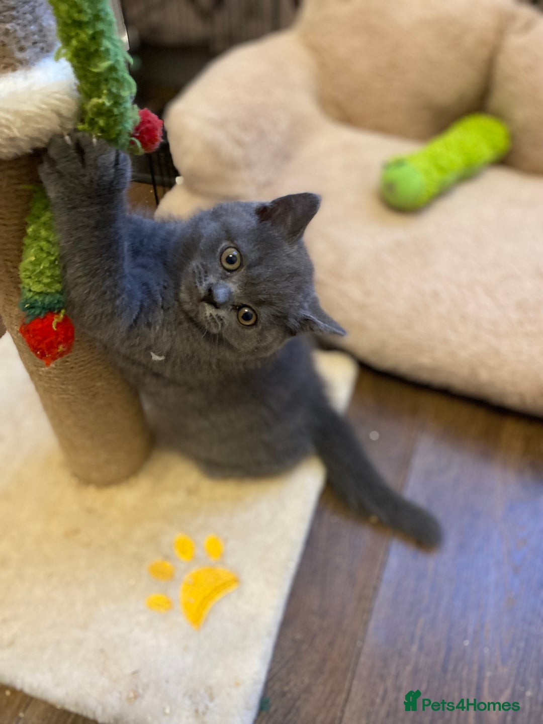 British Shorthair cats for sale: ❤️GCCF❤️ONE GIRL LEFT❤️READY❤️ BRITISH SHORTHAIR❤️ - Image 14