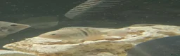 Cichlids fish for sale: Fish for sale in Milton Keynes - Advert 15