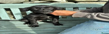 Borador 1