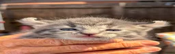 American Curl cats for sale: American curl - Advert 1