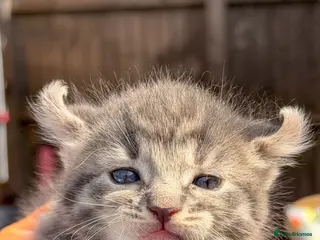 American Curl cats American curl - Advert 5