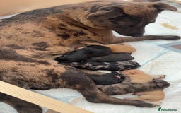 Mixed Breed dogs for sale: Gorgeous medium pups - Image 12