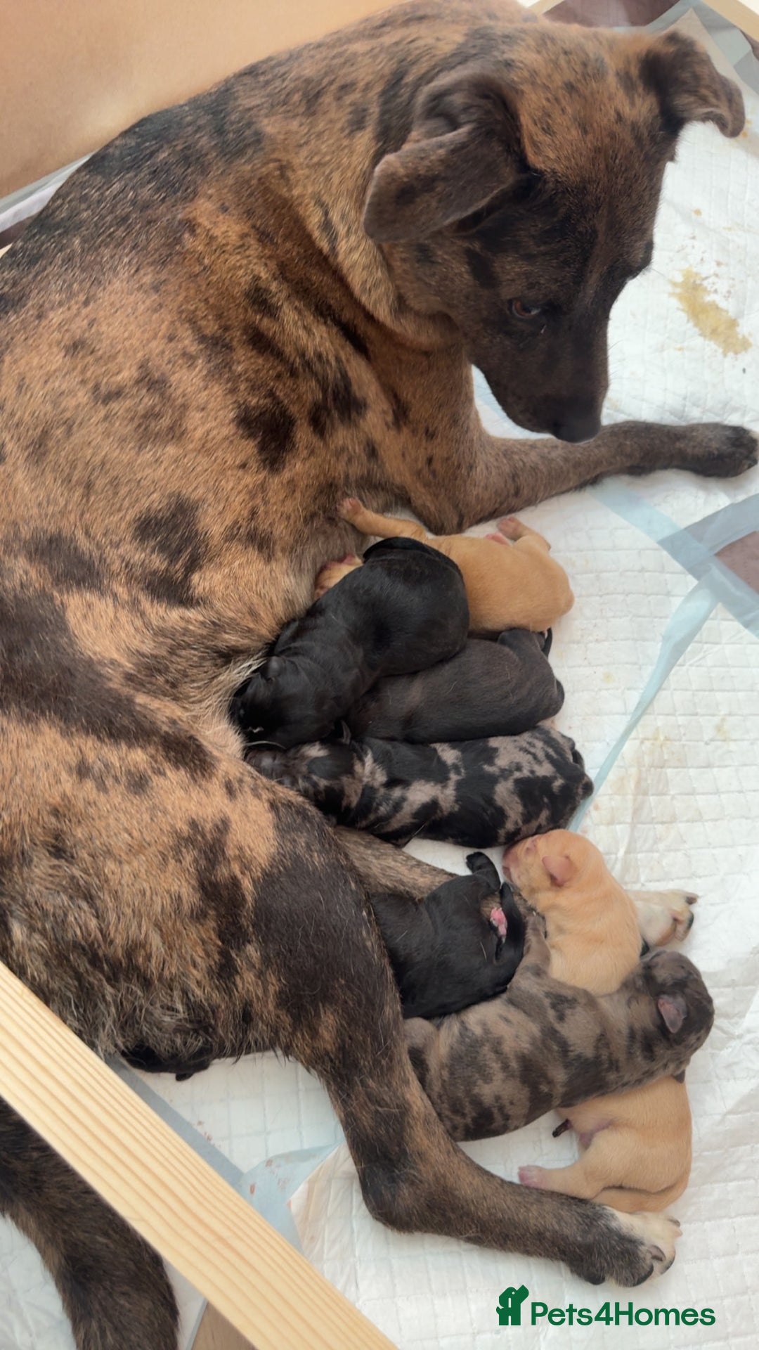 Mixed Breed dogs for sale: Gorgeous medium pups - Image 12
