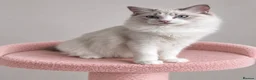 Ragdoll cats for sale: Beautiful TICA Registered Ragdoll Kittens - Advert 24