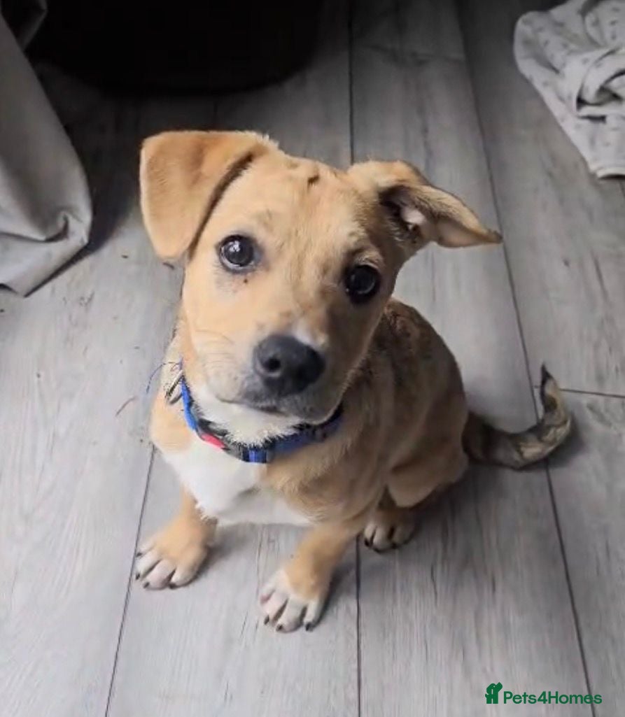 Mixed Breed dogs Picolo - Advert 1