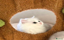 Munchkin cats for sale: Super stunning & rare Minuet - Image 7