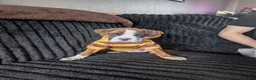 Boxer dogs for sale: Stunning boxer puppies  - Advert 8