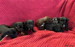 Patterdale Terrier dogs for sale: Quality Patterdale Terrier Puppies  - Advert 1
